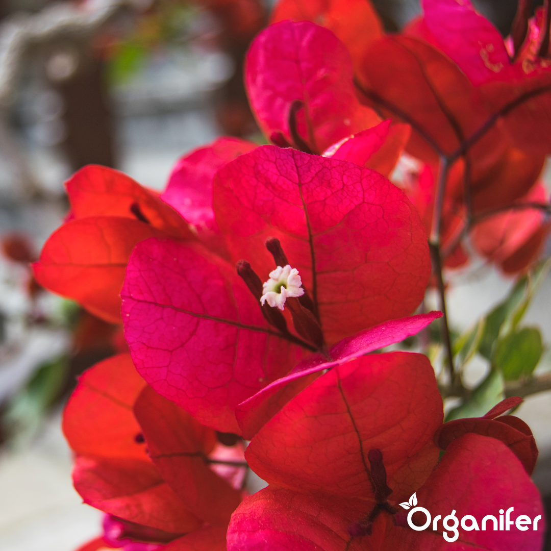 bougainvillea liquid fertiliser