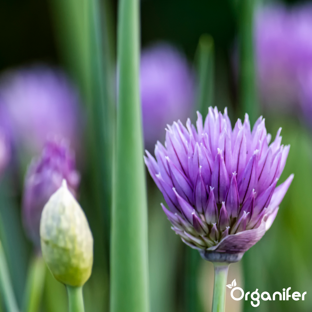 liquid fertiliser chive