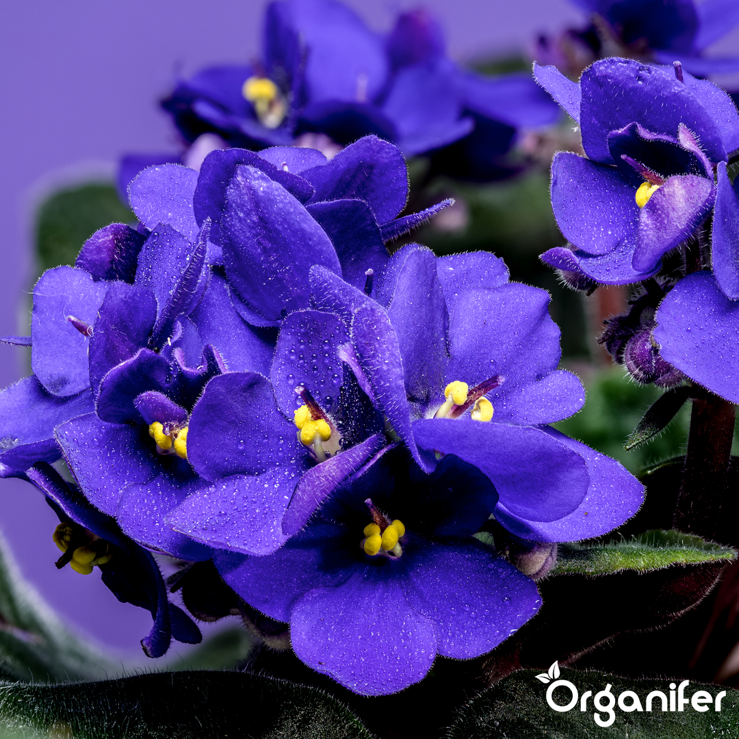 African violet
