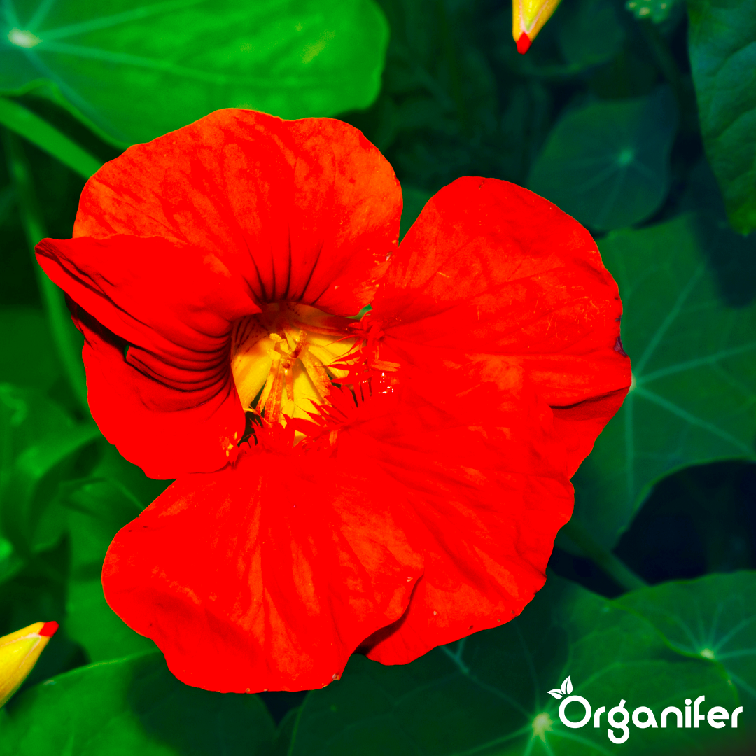 engrais liquide pour capucine - Lot de 2x1 litre