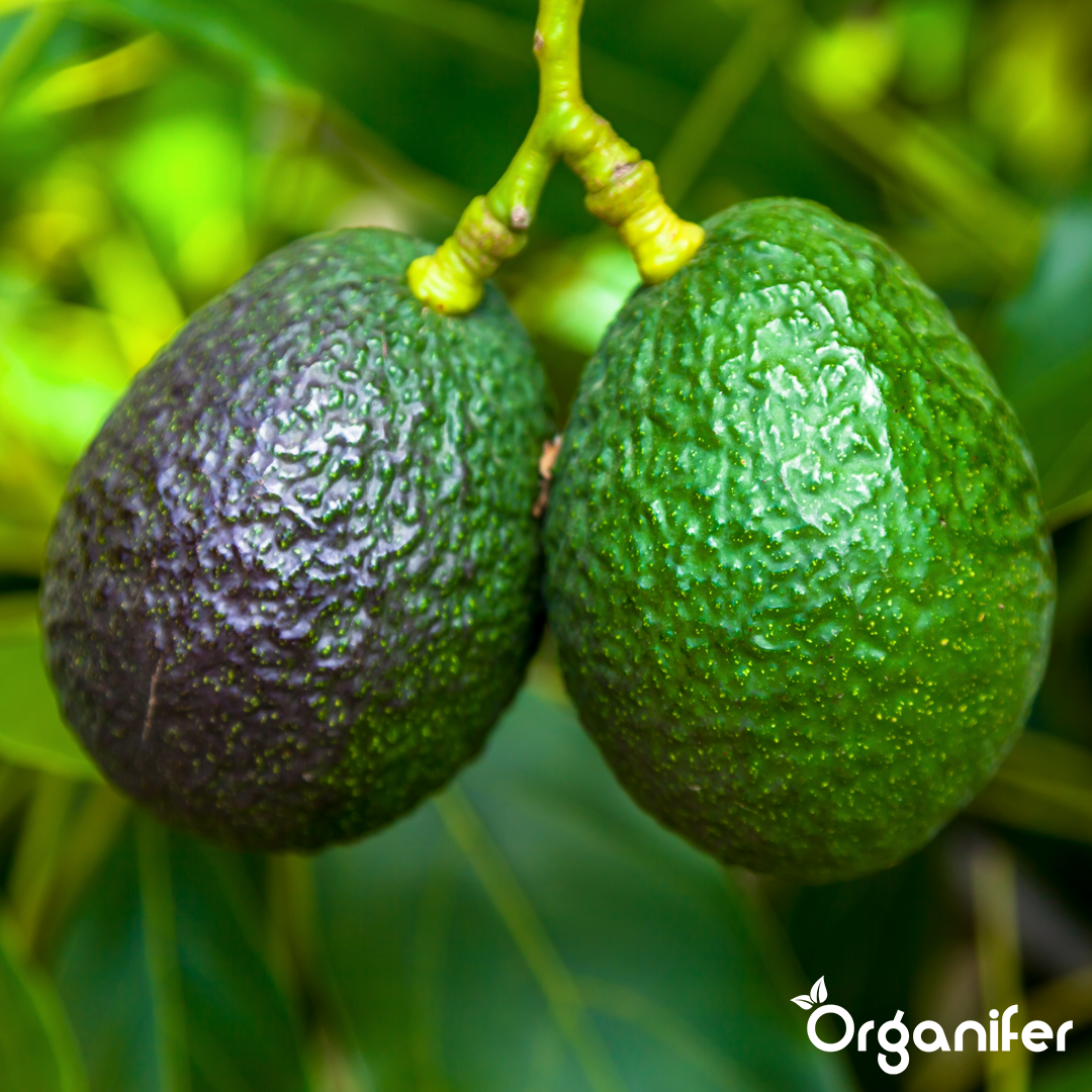 liquid fertiliser avocado