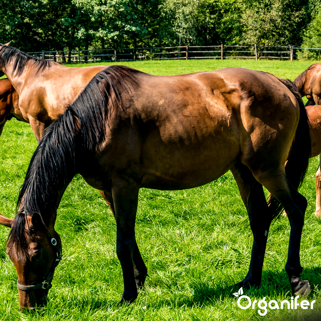 Weidegraszaad Paddock - Voor paardenweides & paddocks (15 kg voor 1666 m2)