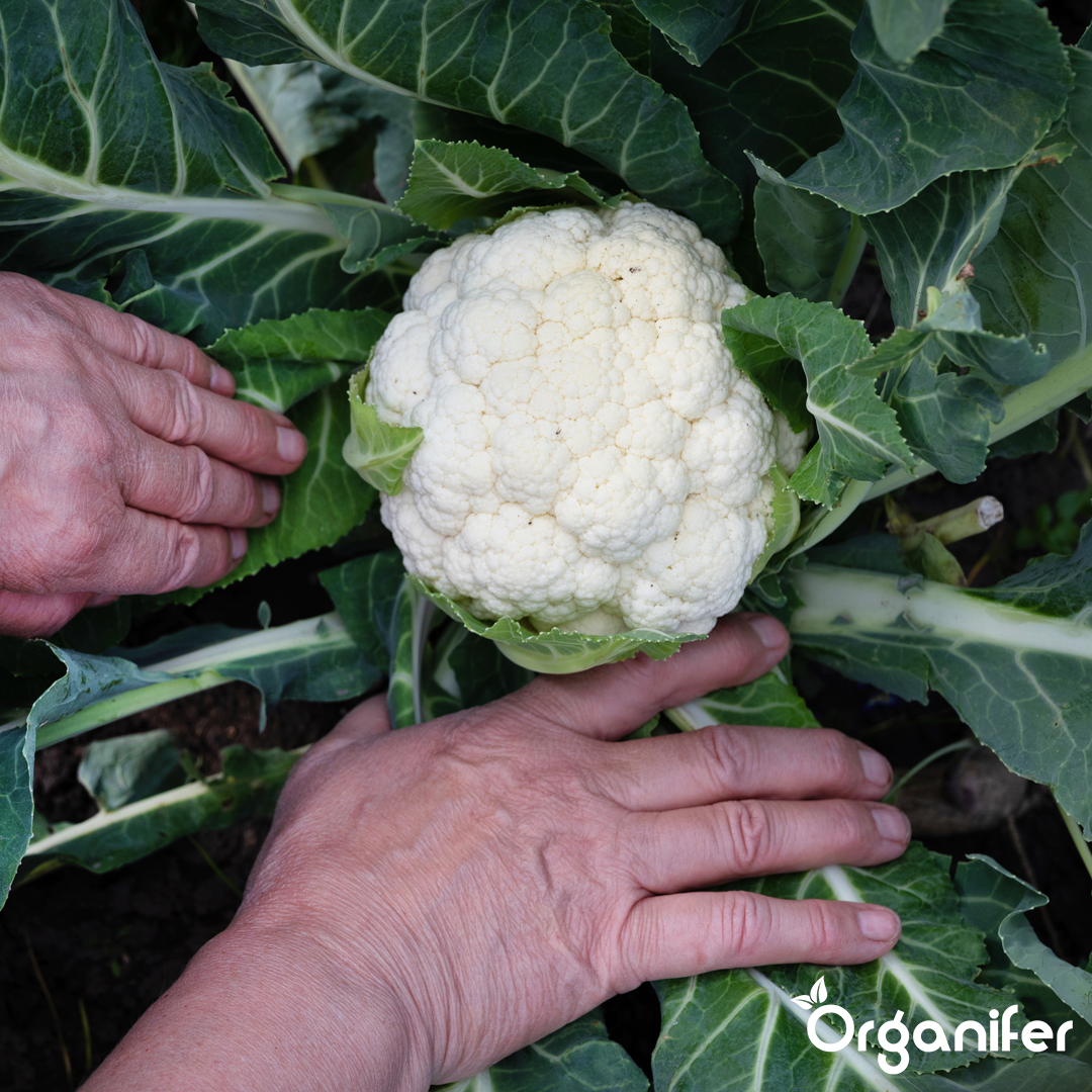 liquid fertiliser cauliflower