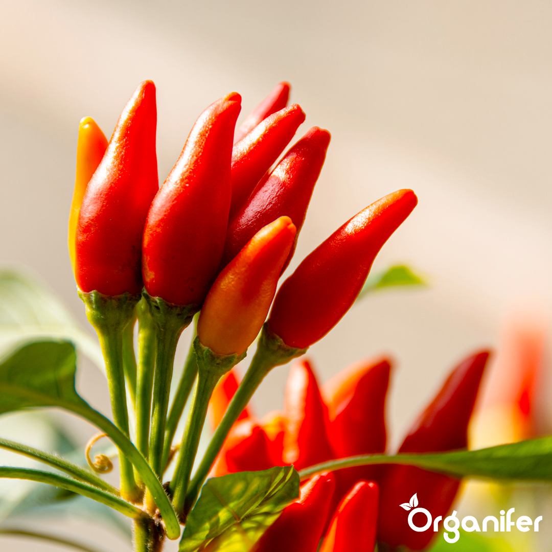 liquid fertiliser chili