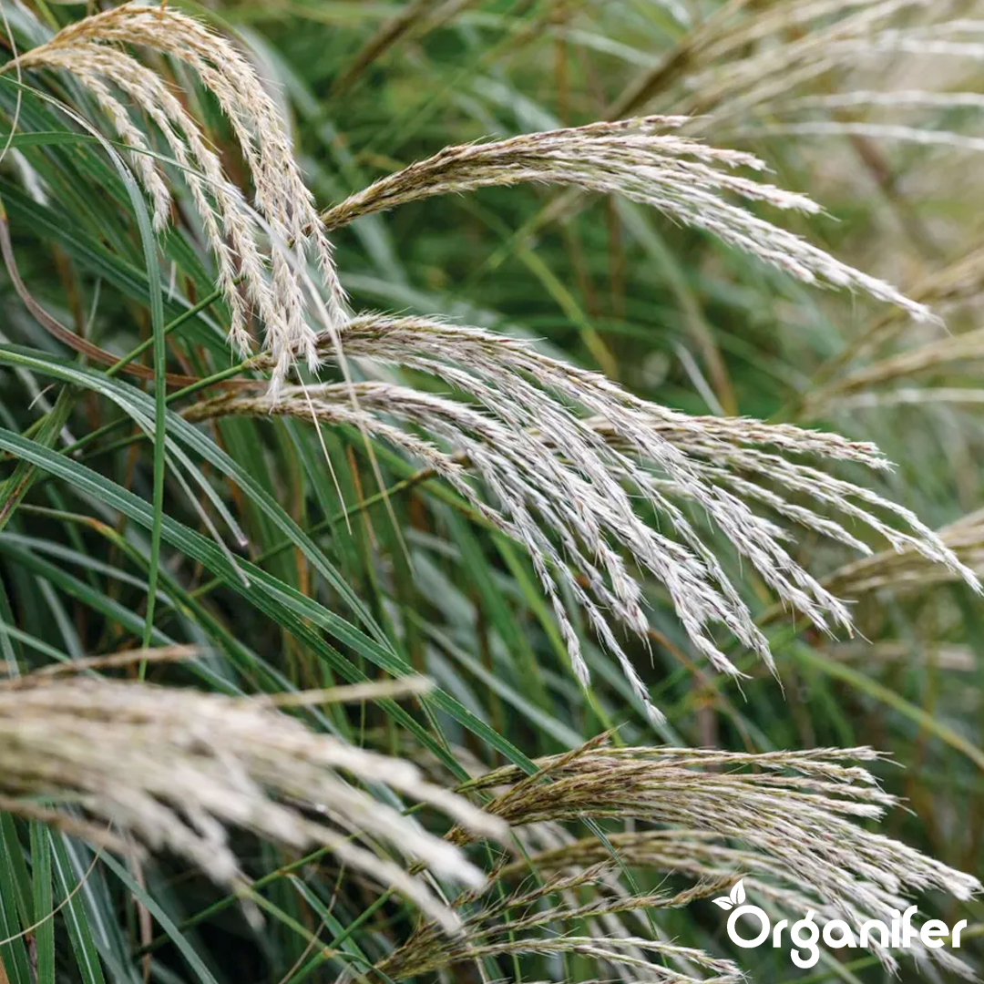liquid fertiliser Chinese reed