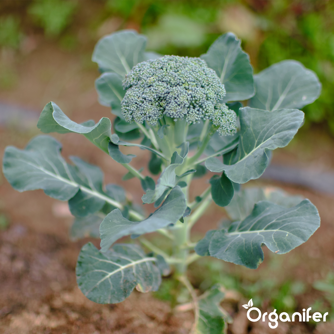liquid fertiliser broccoli