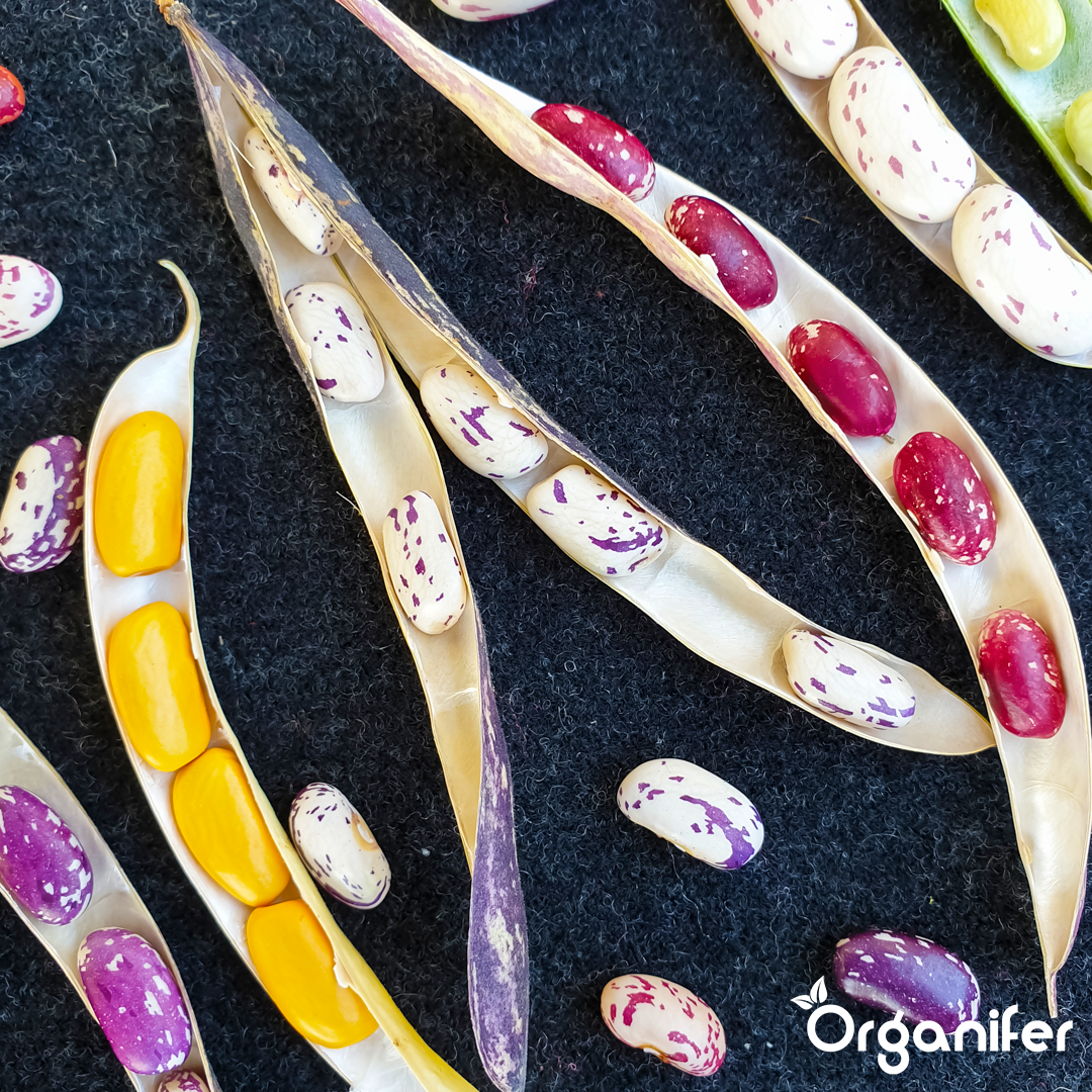 liquid fertiliser bean