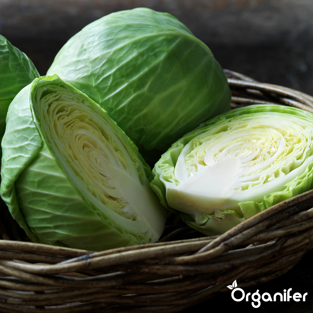 liquid fertiliser cabbage