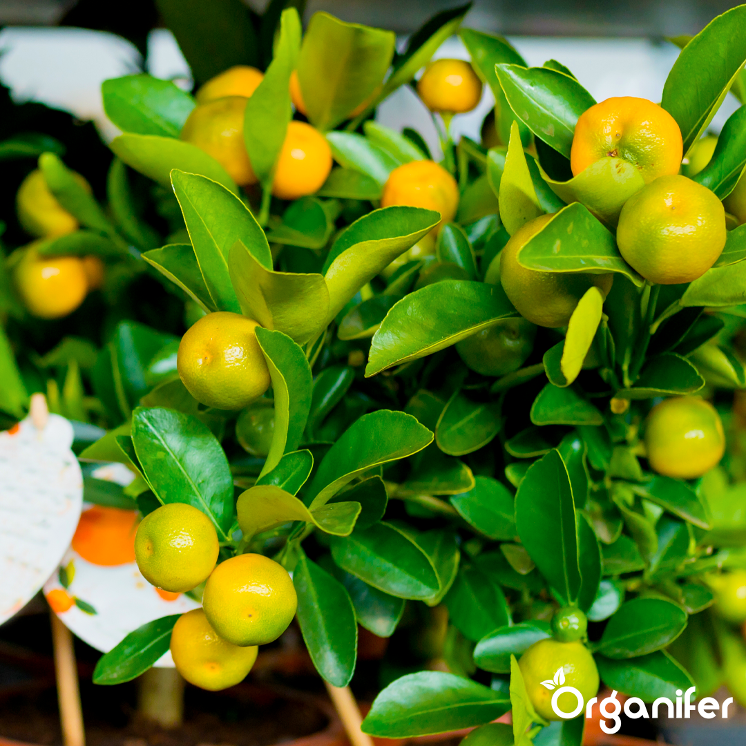 Calamondin