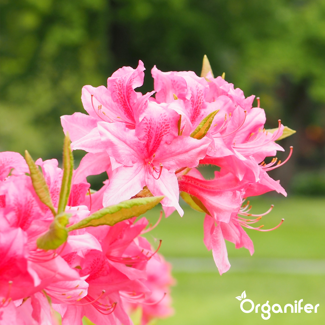 liquid fertiliser Azalea