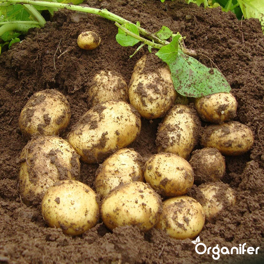 Seed Potatoes Première