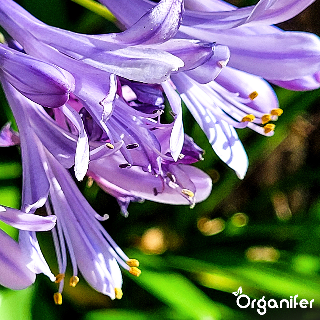 Agapanthus