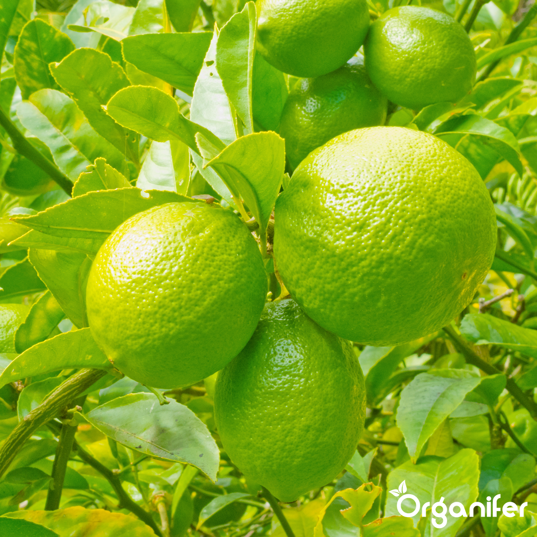 liquid fertiliser citrus