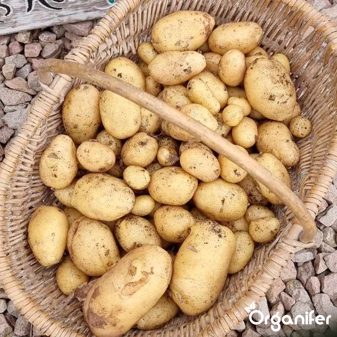 Seed Potatoes Nicola A