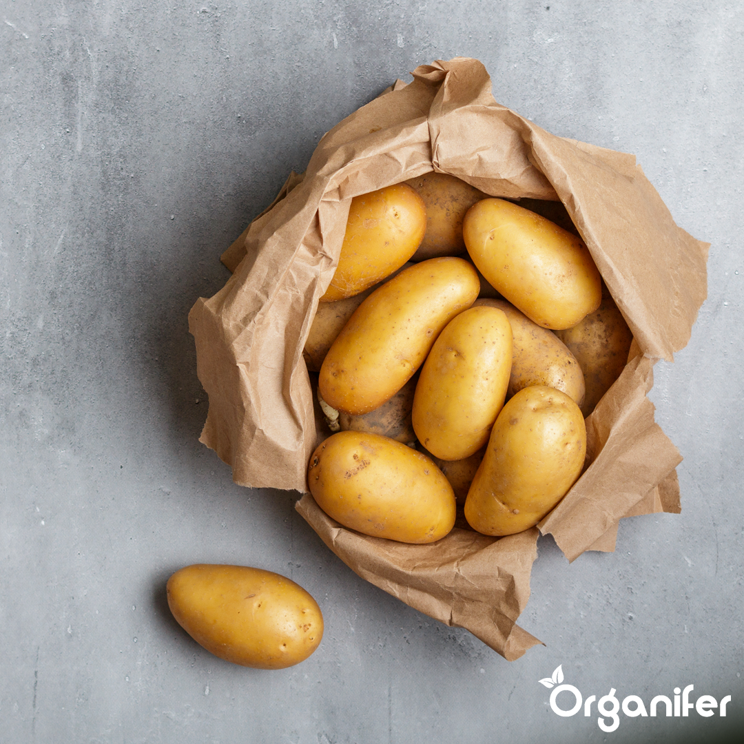 Organic Seed Potatoes Nola