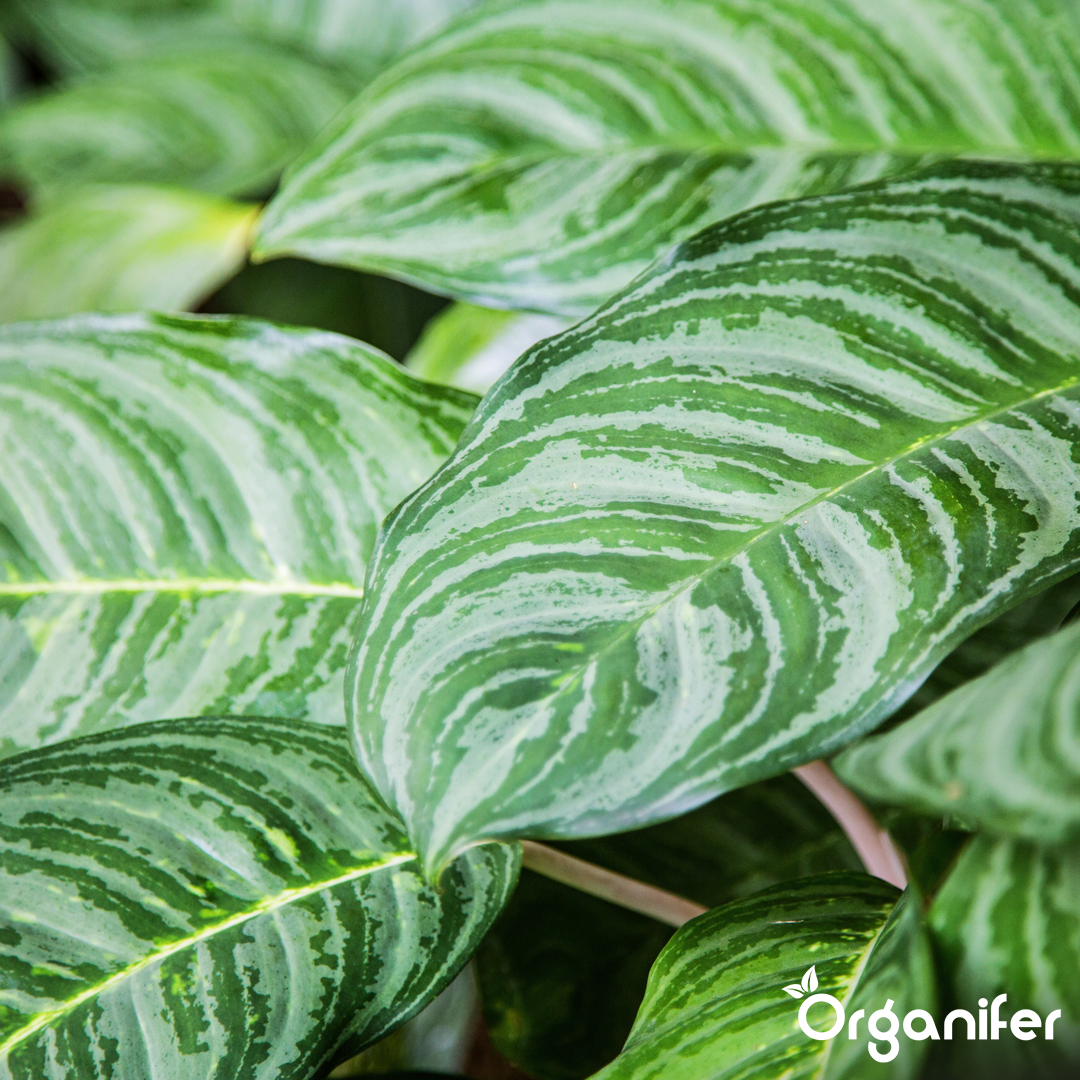 liquid fertiliser Calathea