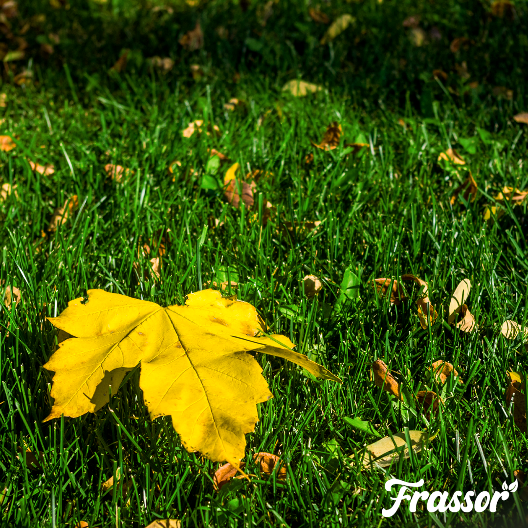 Frassor Fertilizante de Outono Tudo-em-Um – 400 kg para 4000 m2