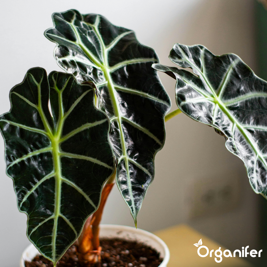 liquid fertiliser Alocasia