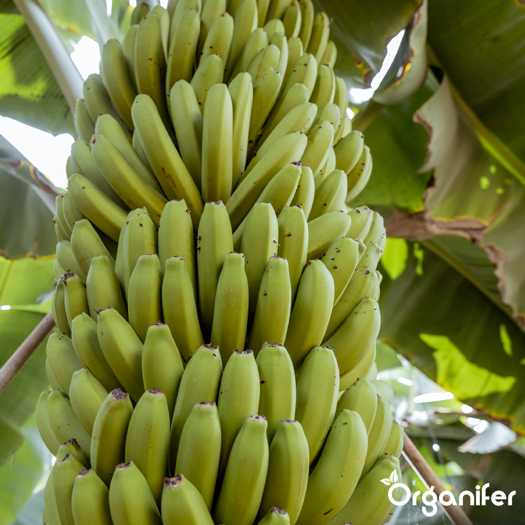 Concime Liquido per Banane – 3x1 litro