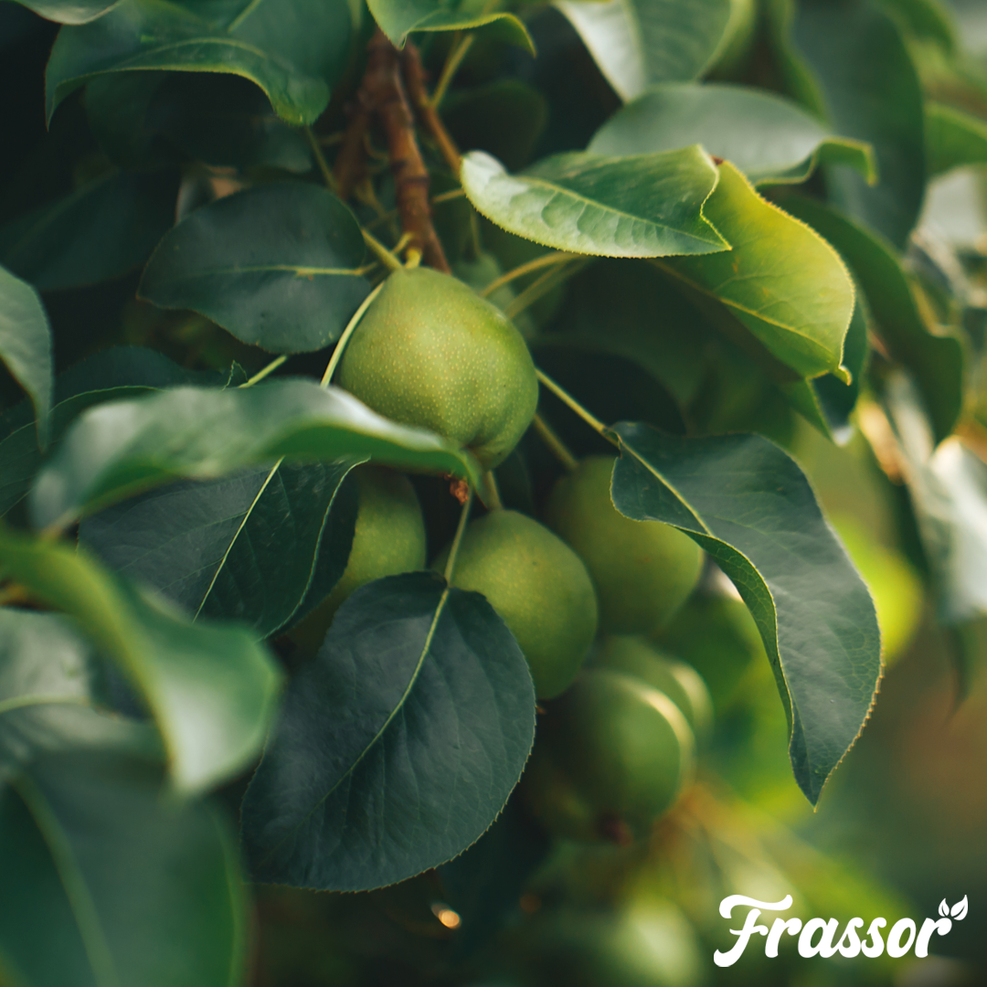 frassor leaf resilience