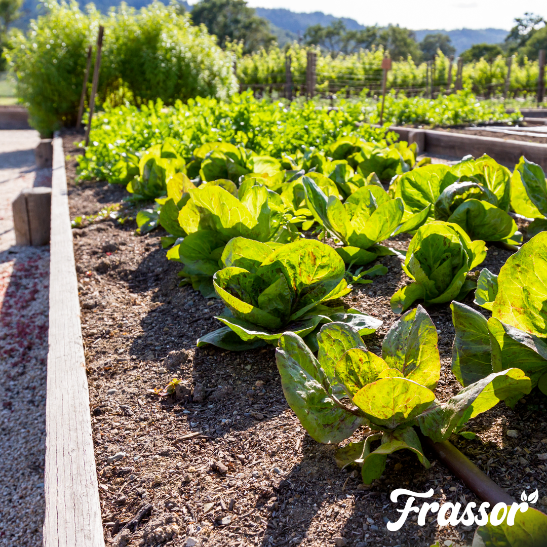 5 frassor soil vital english