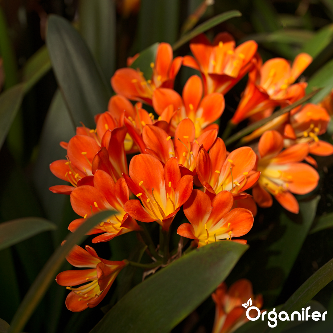 liquid fertiliser Clivia
