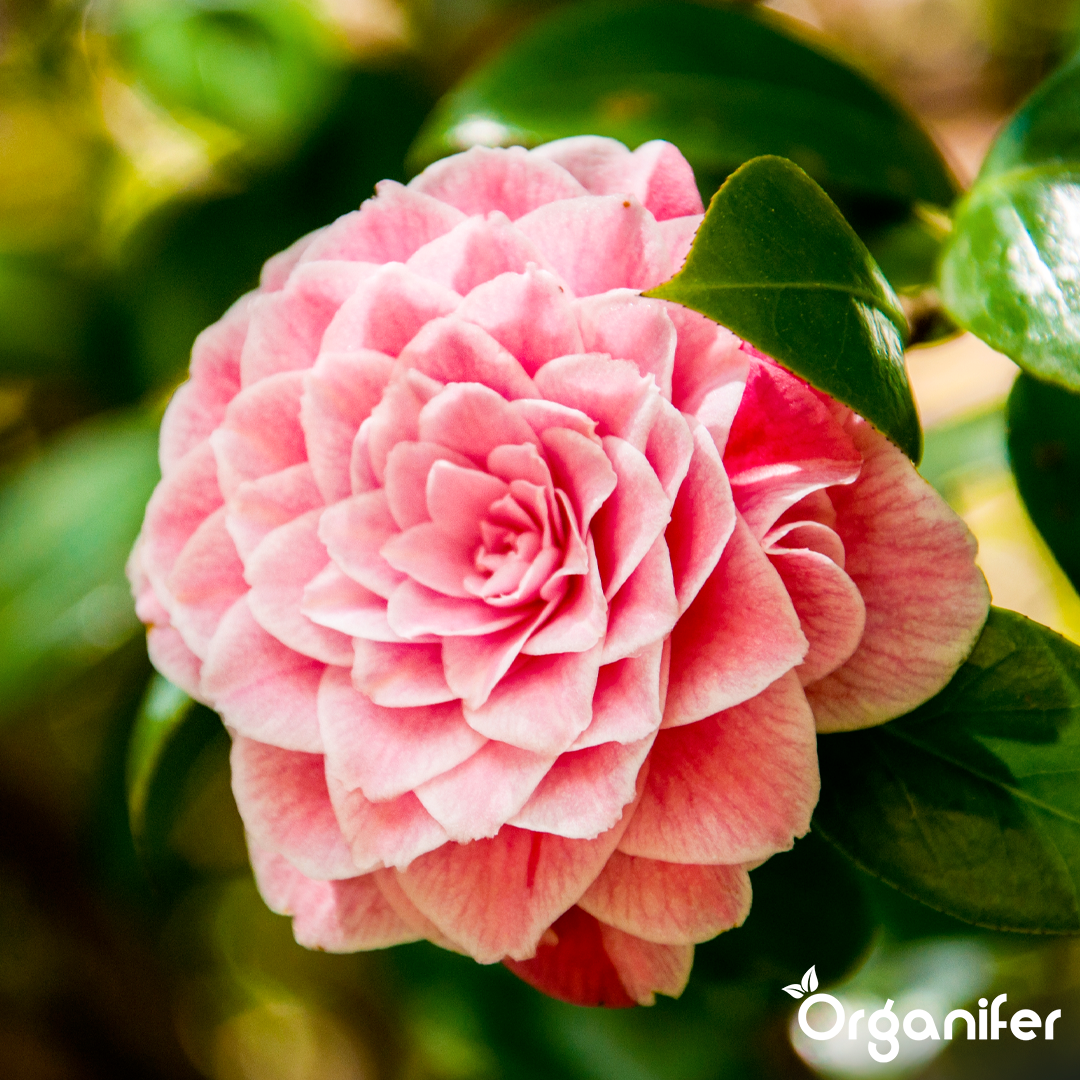 liquid fertiliser Camellia