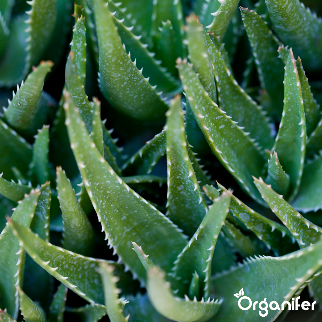 liquid fertiliser Aloe Vera