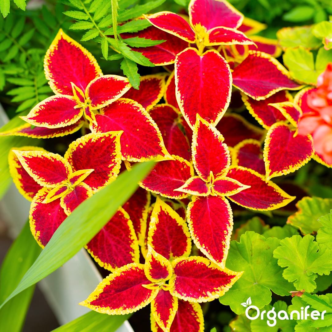 liquid fertiliser Coleus