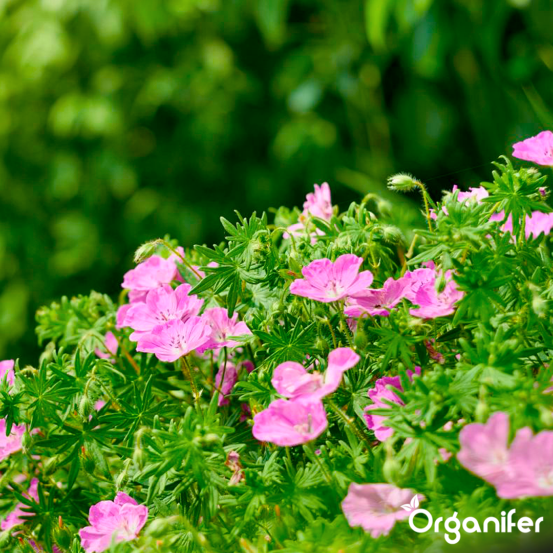 liquid fertiliser Cranesbill