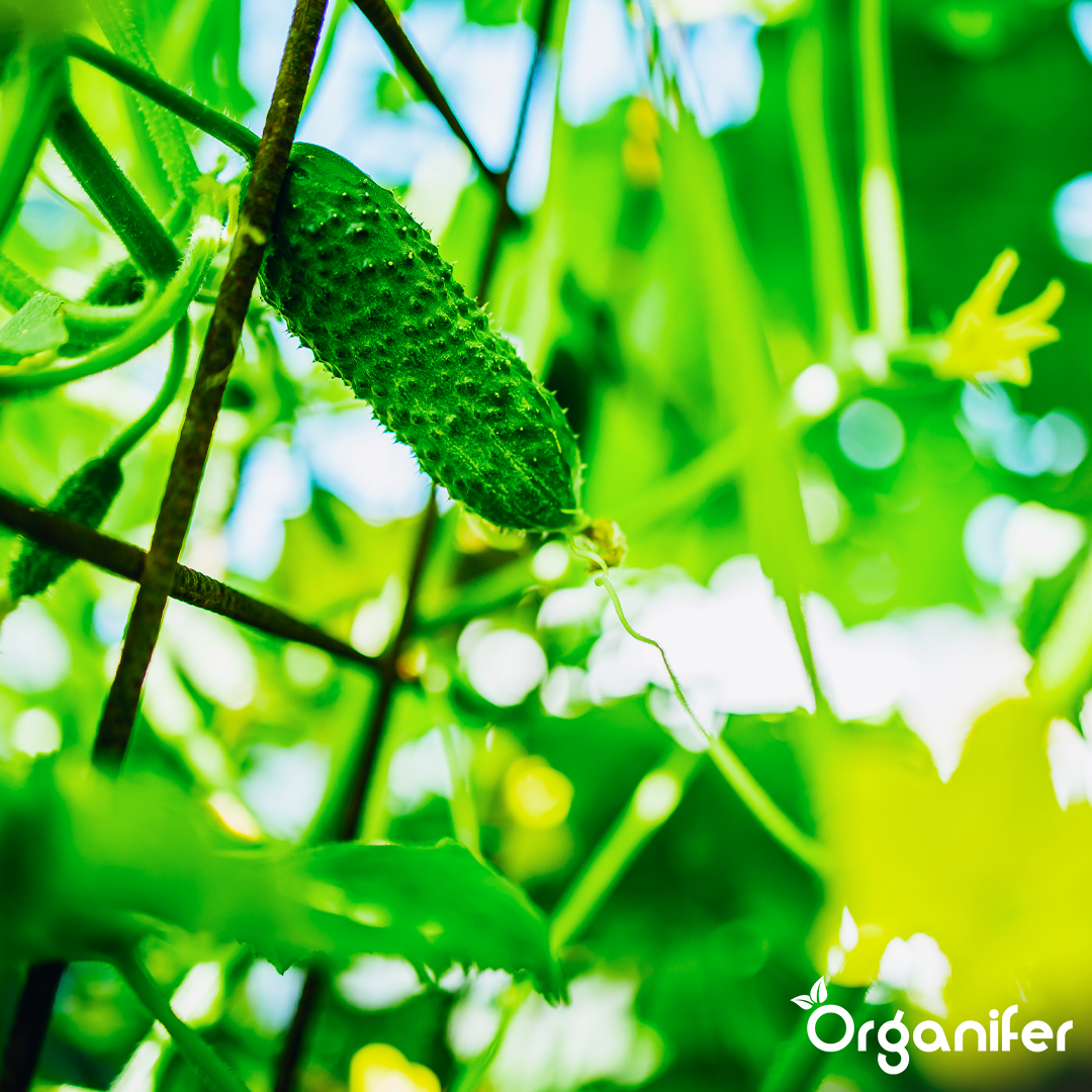 liquid fertiliser cucumber