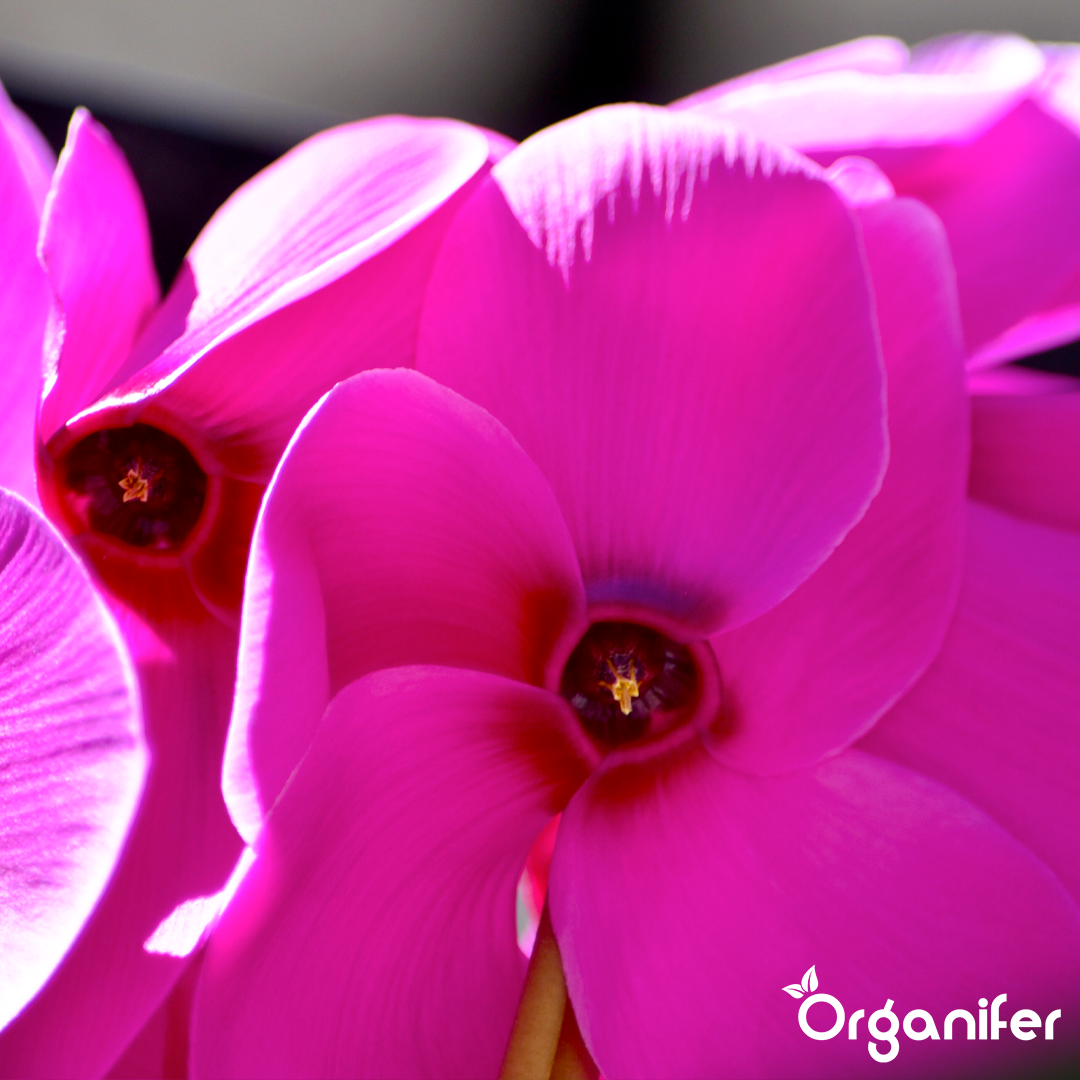 liquid fertiliser Cyclamen