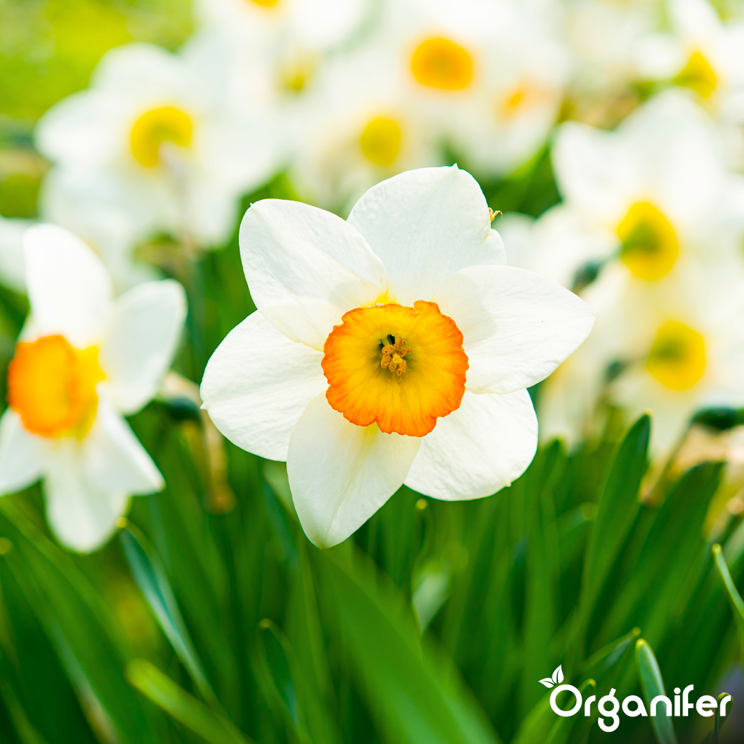 5 liquid fertiliser Daffodil