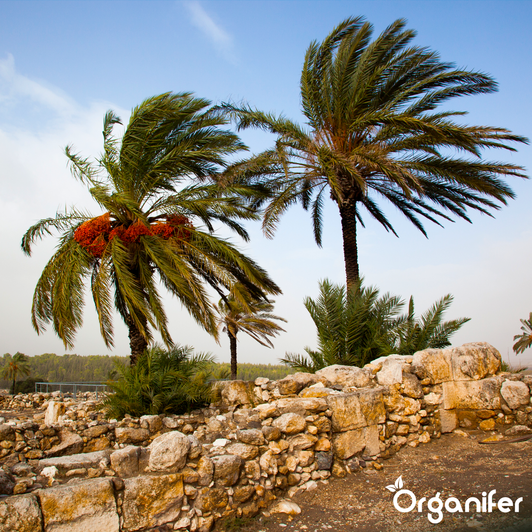 liquid fertiliser Date palm