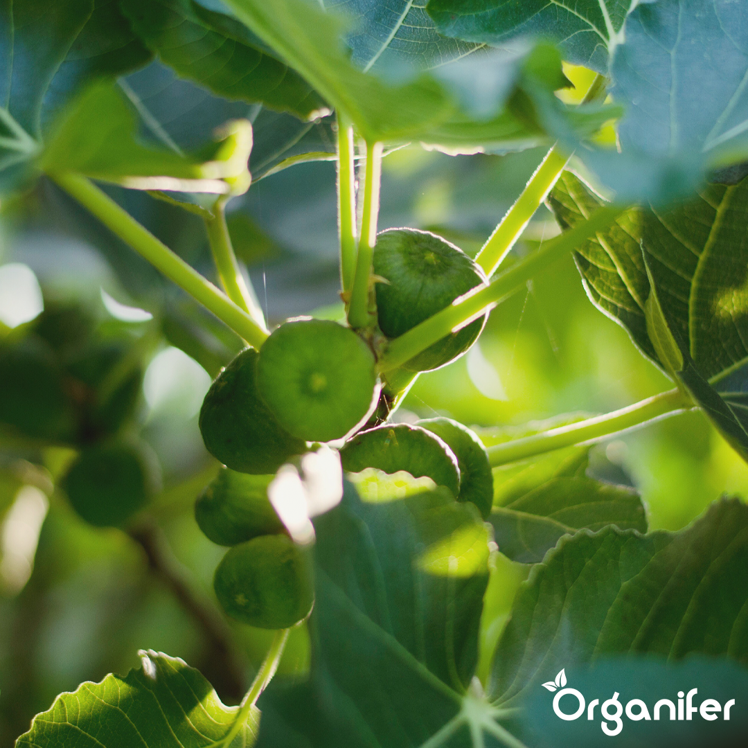 liquid fertiliser fig