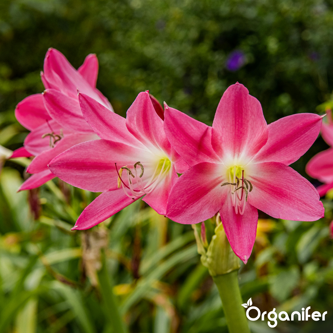 liquid fertiliser Amaryllis
