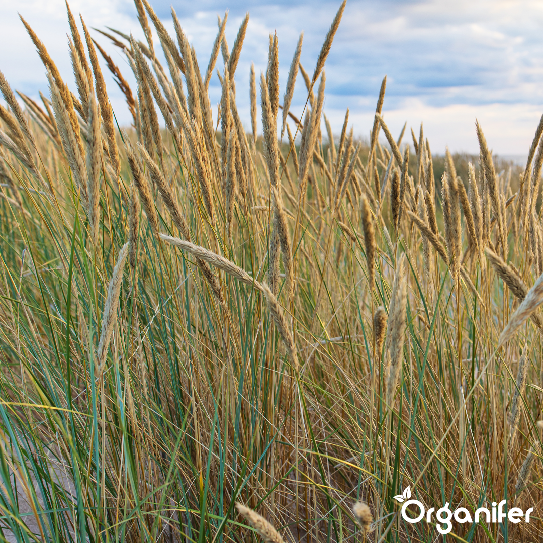 liquid fertiliser Beach grass