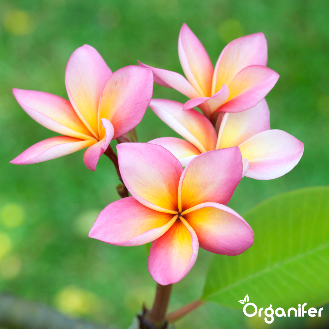 frangipani english