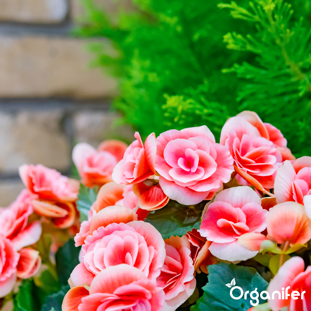 liquid fertiliser Begonia