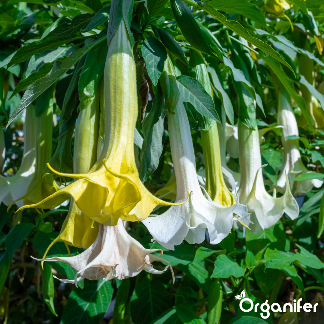 liquid fertiliser Angel trumpet