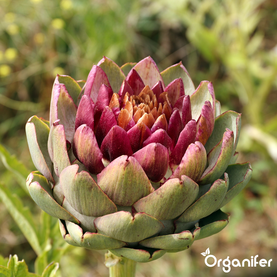 liquid fertiliser artichoke