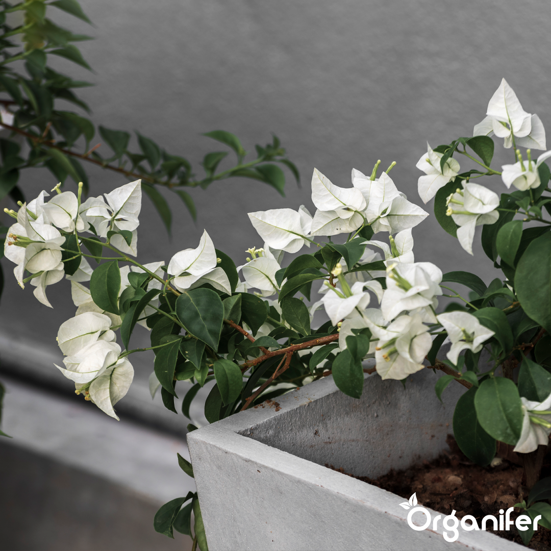 bougainvillea liquid fertiliser