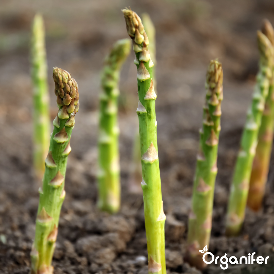 liquid fertiliser asparagus
