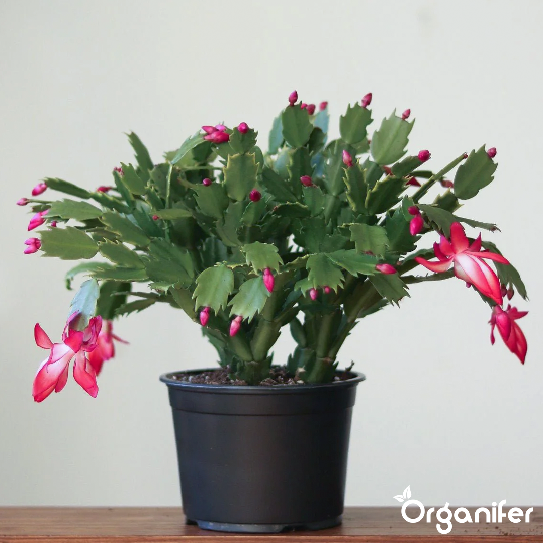 Christmas Cactus