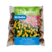 50 Tulip Bulbs – 4 Vibrant Varieties