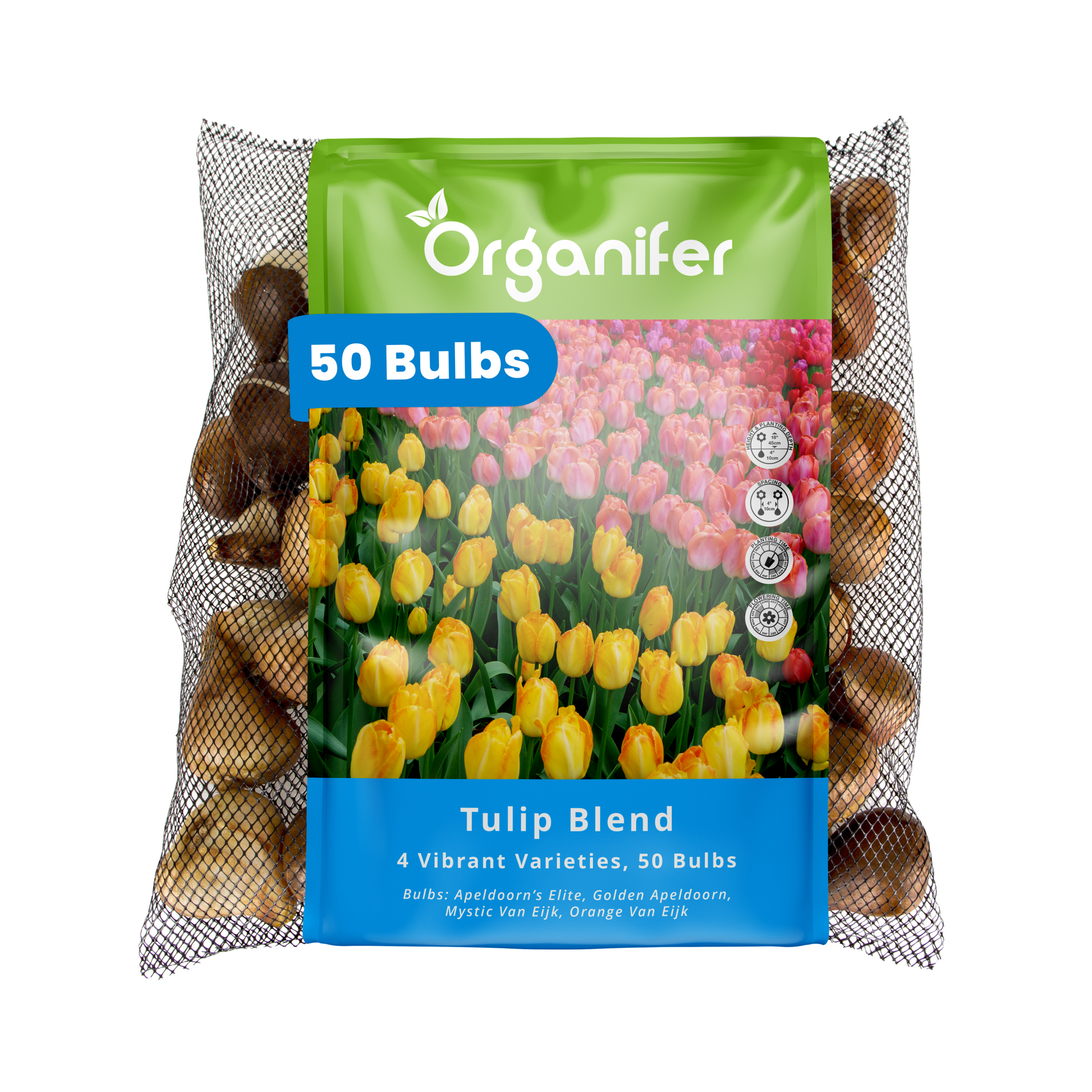 50 Tulip Bulbs – 4 Vibrant Varieties