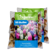 50 Hyacinth Bulbs – Colourful Mix