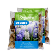 50 Hyacinth Bulbs – Blue Shades