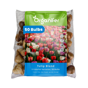 50 Tulip Bulbs – 5 Colorful Varieties