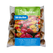 50 Foxtrot Tulip Bulbs